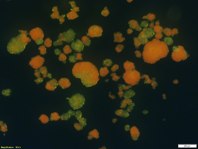 HIPP DTZ Stained islets dark field