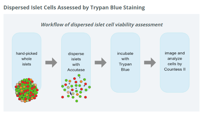 HIPP Islets Viability Workflow