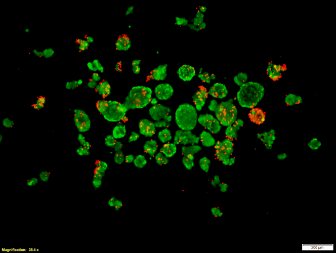 HIPP stained images showing viability