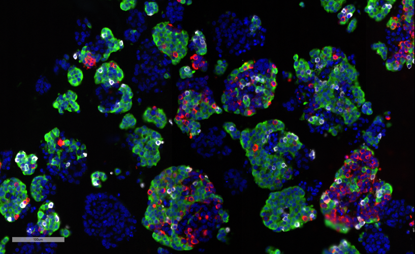 Endocrine Cell Composition