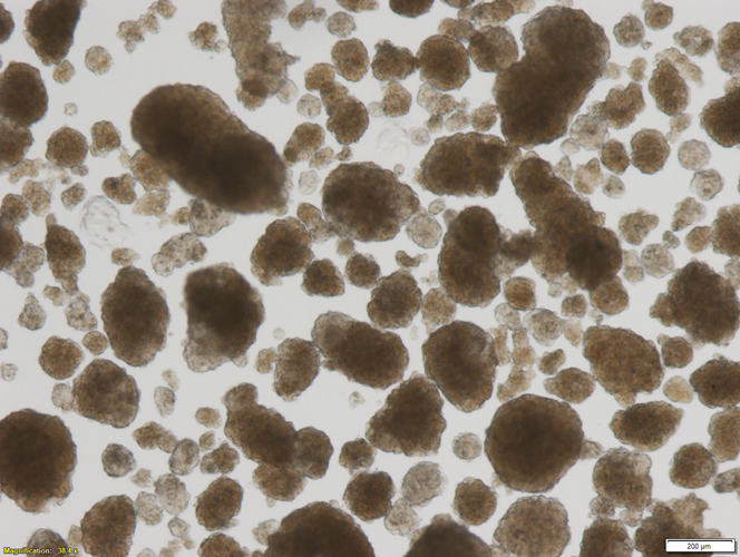 HIPP Unstained islets
