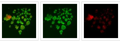 HIPP stained images showing viability