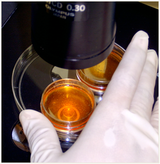 Investigator Procedure