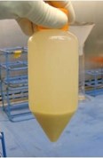 Image of non-islet biospecimen