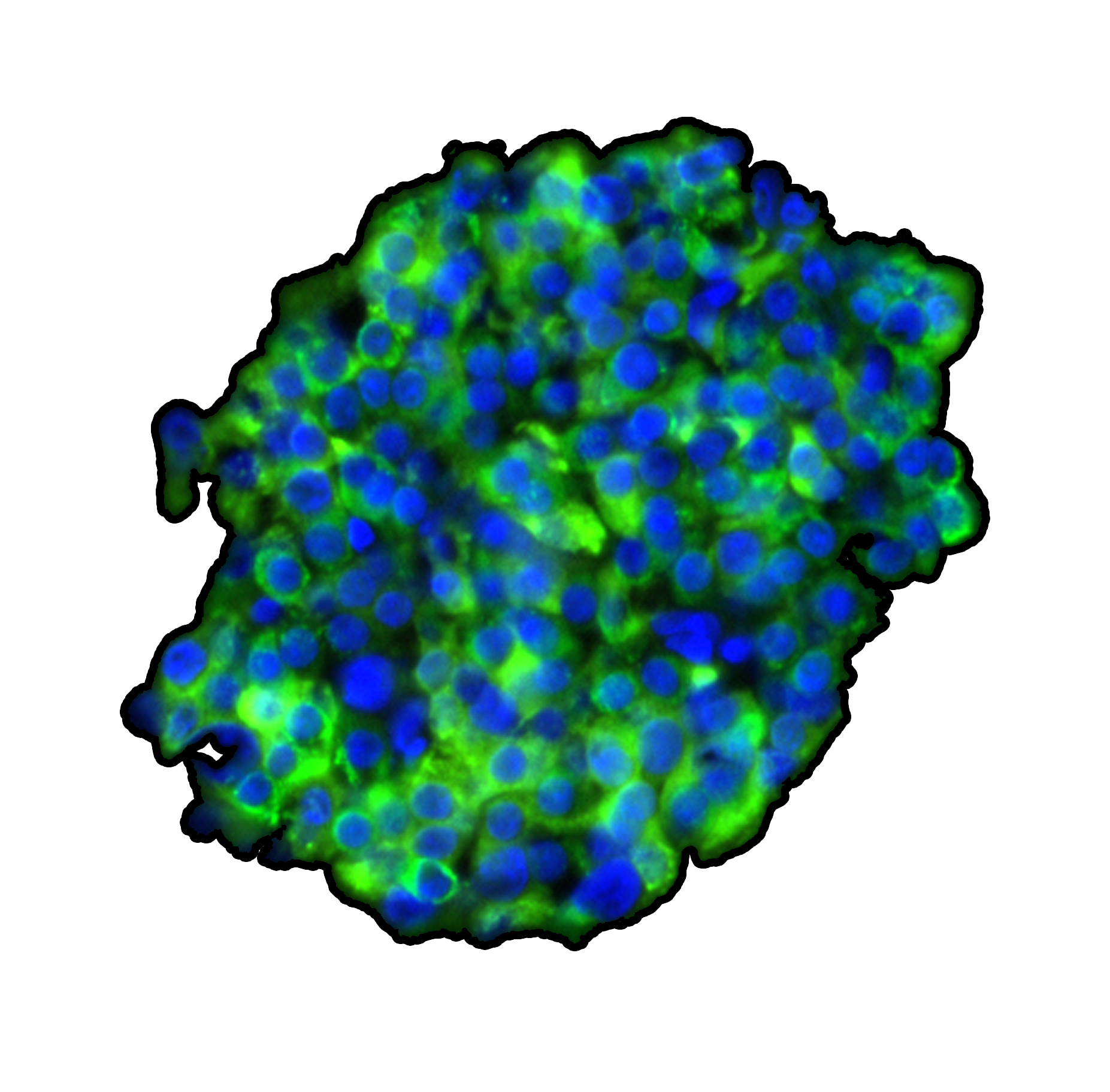 Stained Islets